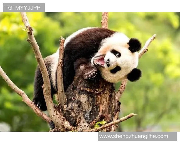 足球明星大猩猩的精彩瞬间与搞笑表情合集，尽享萌趣与运动魅力